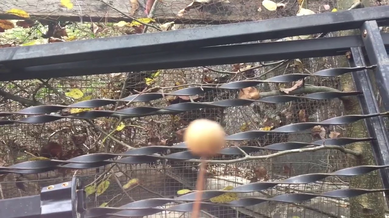 The Bradford pear tree fruit - suburbia survival food