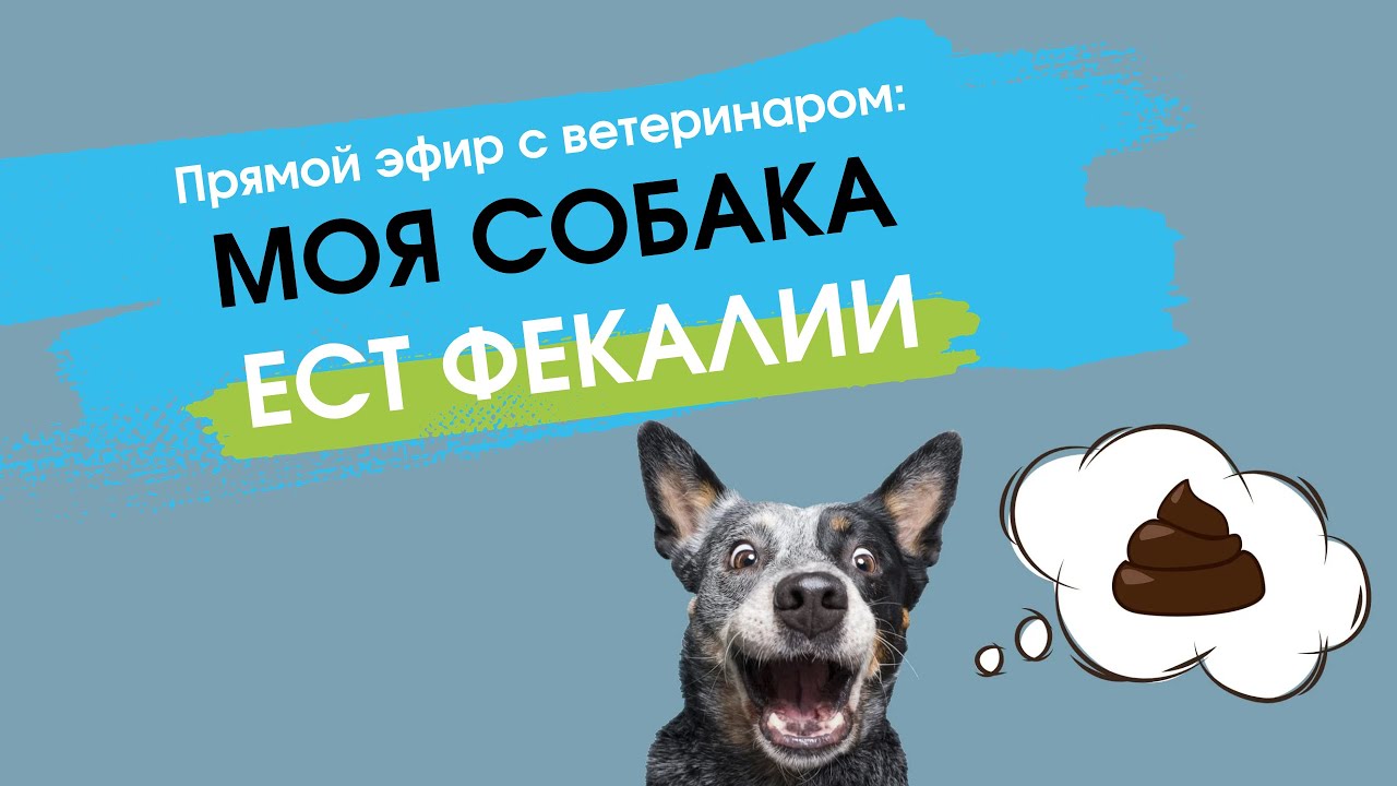 Копрофагия или 