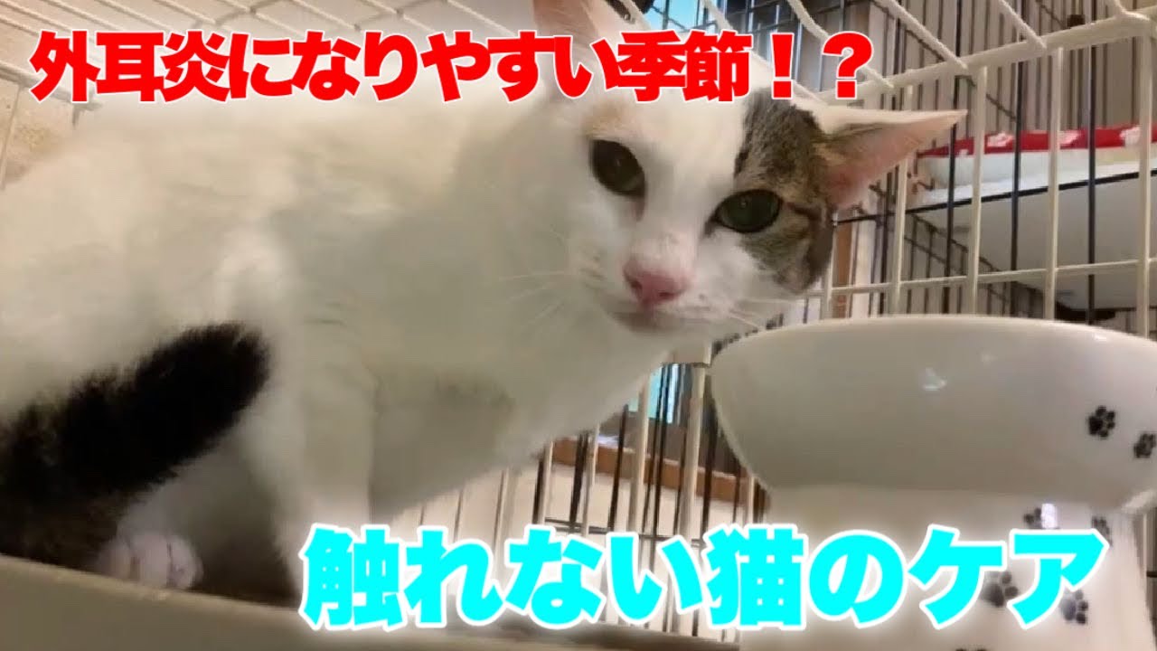 触れない猫さんが外耳炎になりました〜コトちゃん編〜【Cat care】
