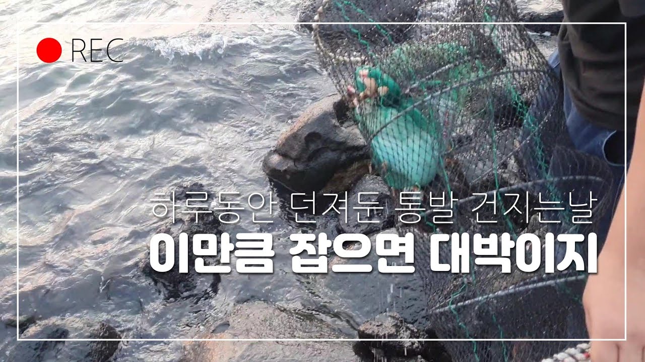 바다통발낚시 통발 건지는날 지금은 돌문어 시기  제주 통발로 손쉽게 잡기