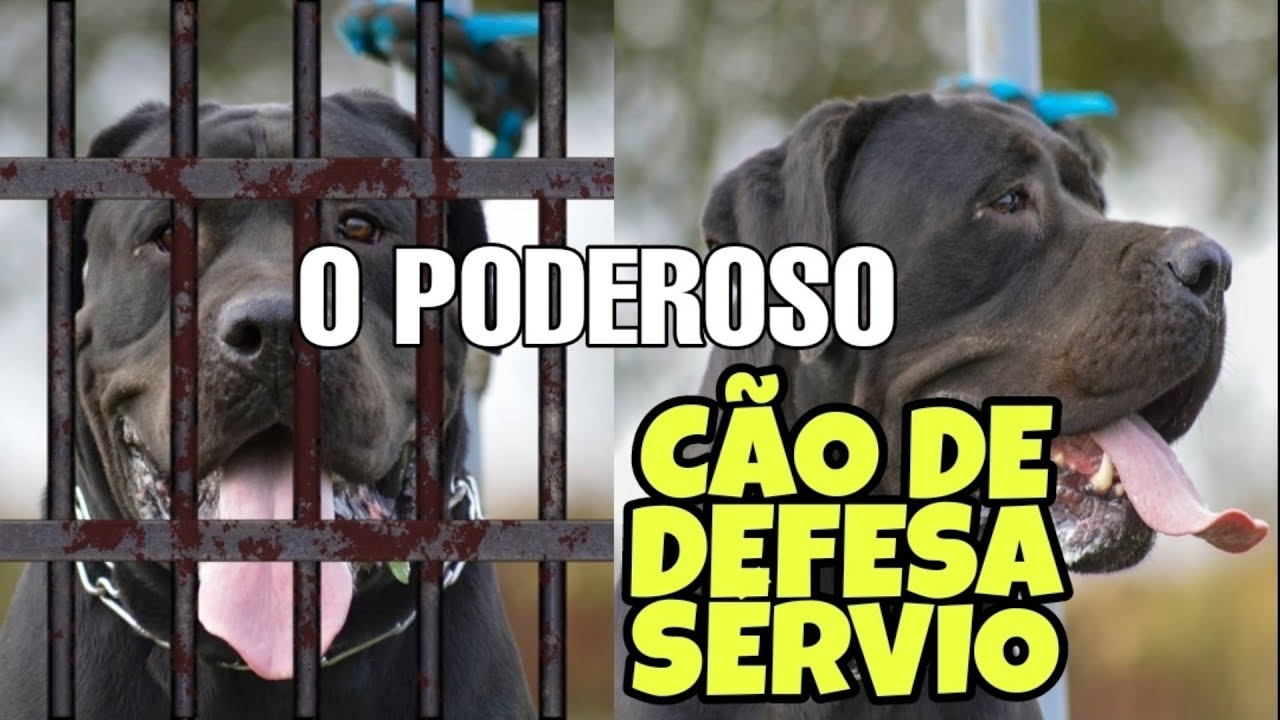 CÃO DE DEFESA SÉRVIO - PODEROSO Serbian Defense Dog