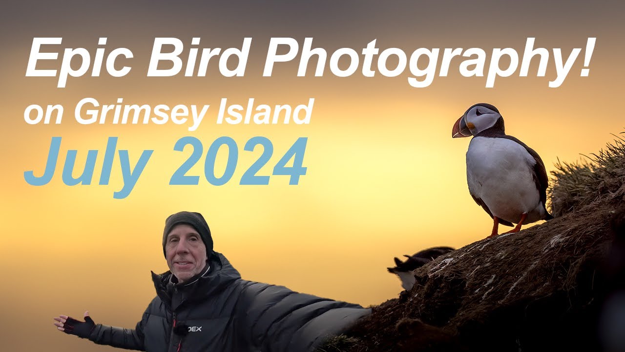 Epic Bird photography Adventure: From London to Grimsey Island 2024