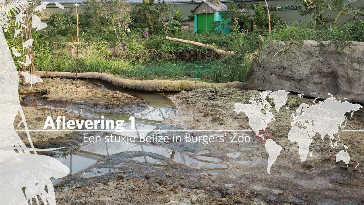 Project Mangrove: Een stukje Belize in Burgers' Zoo Aflevering 1