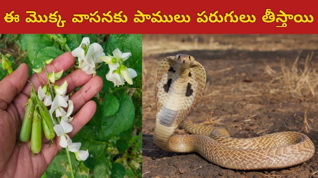 ఈ మొక్క వాసనకు పాములు పరుగులు తీస్తాయి || pamulu intloki rakunda undalante em cheyyali