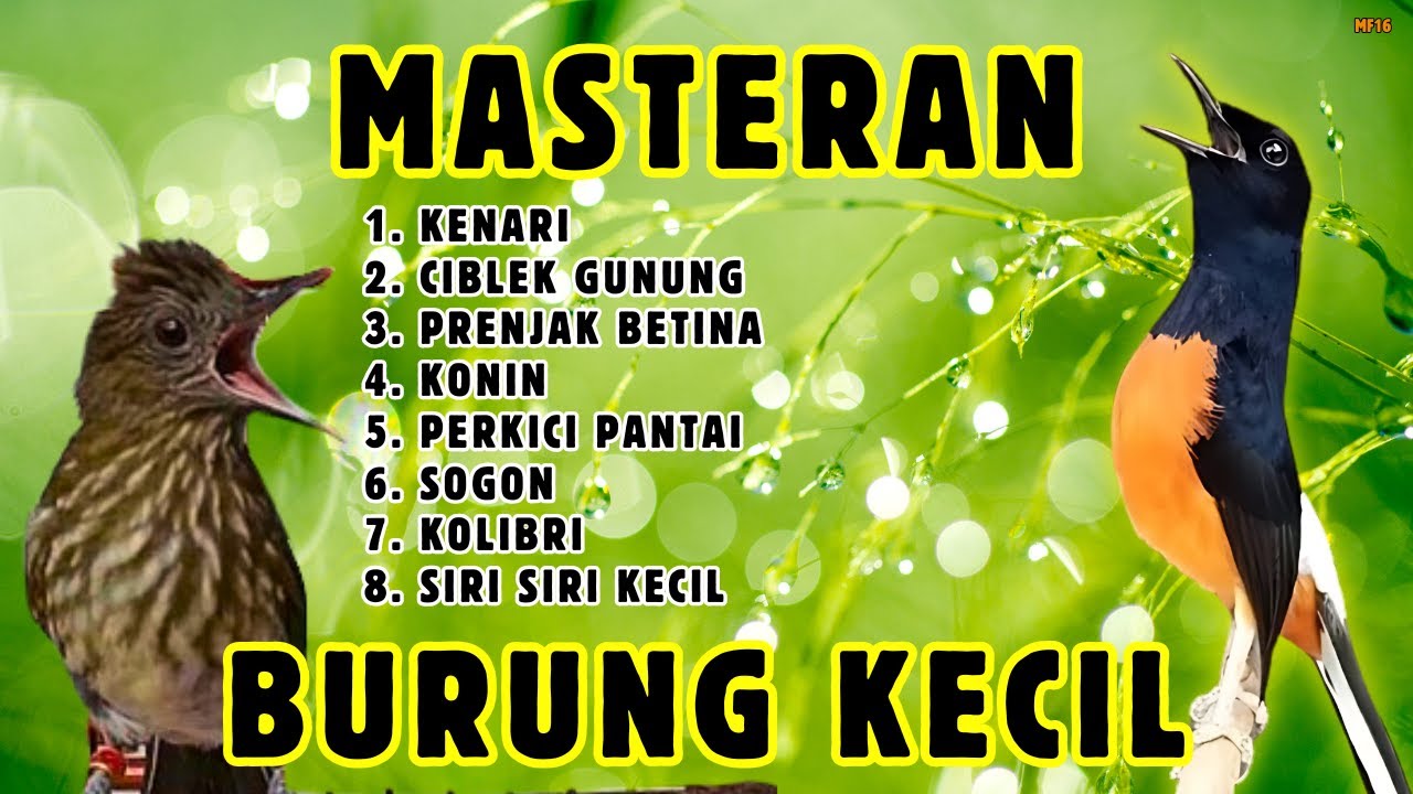 🔴 KECIL GACOR || MASTERAN MURAI BATU AMPUH