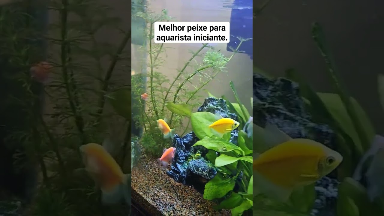peixes que duram em at&eacute; 5 anos no seu aqu&aacute;rio monja neon, com pouco cuidado  muito resistente #viral