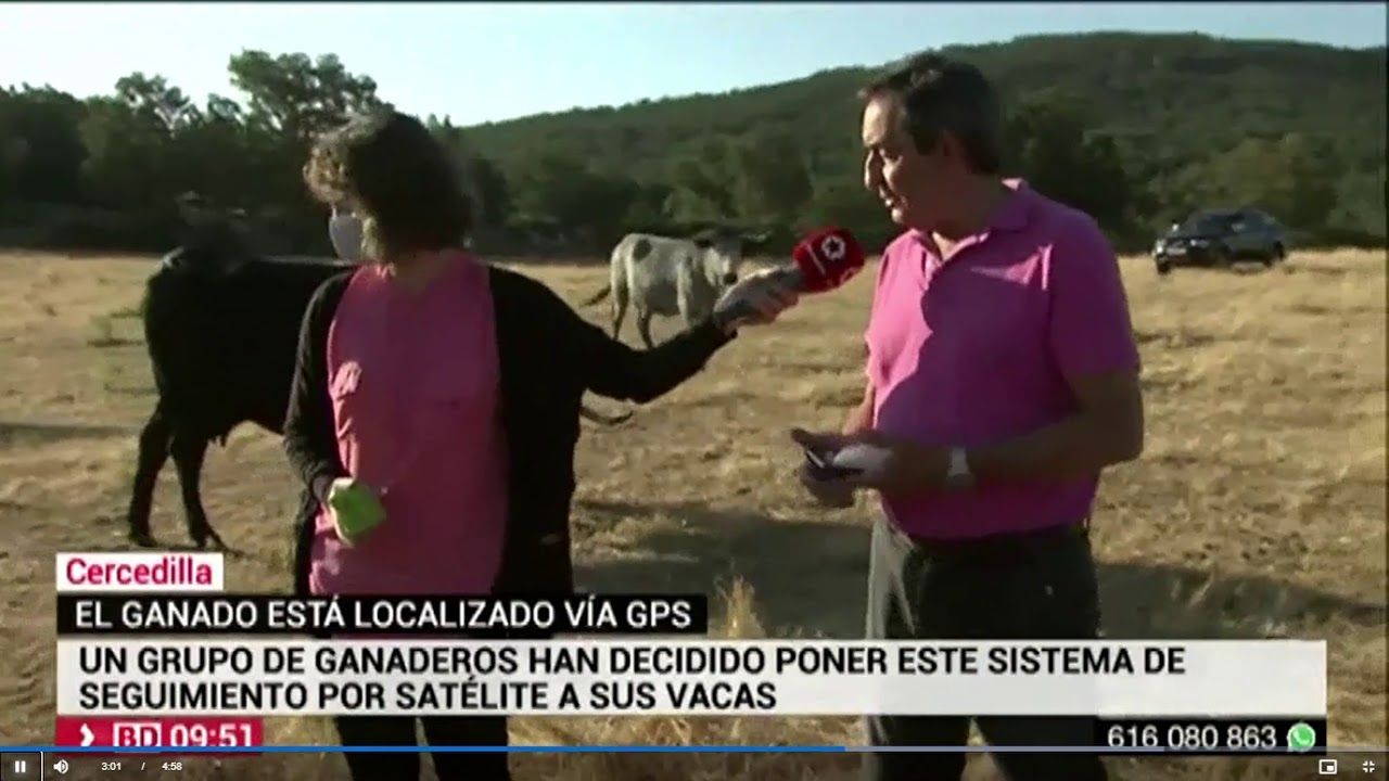 Dispositivos GPS ganado