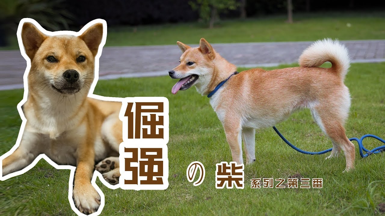 【问题狗狗大改造】倔强の柴系列 进步很大 阶层关系初步建立 可乐（三）