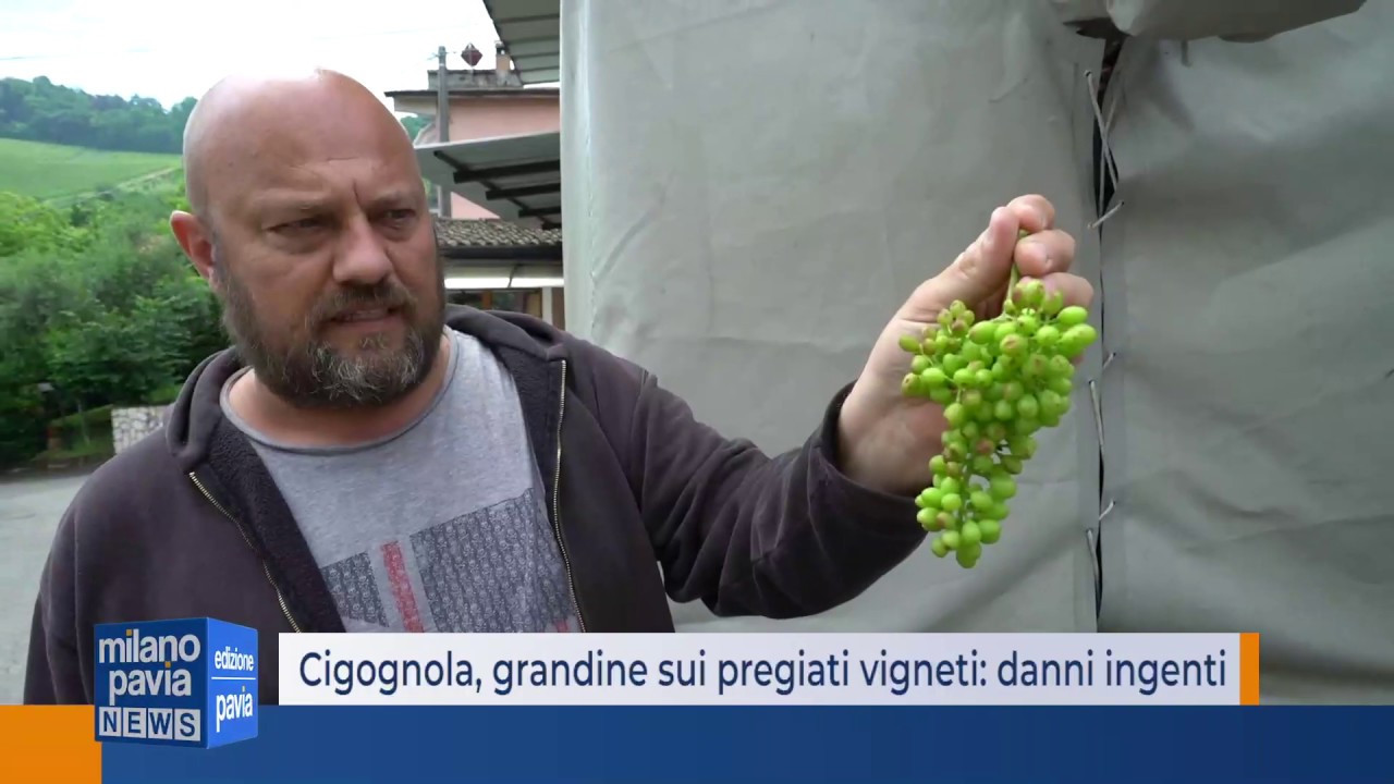 Cigognola, grandine sui vigneti: danni ingenti