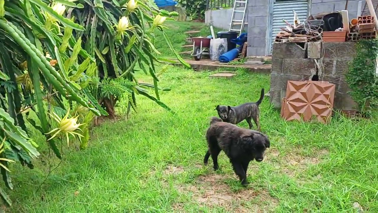 Meu dia a dia na Chácara Pontal.