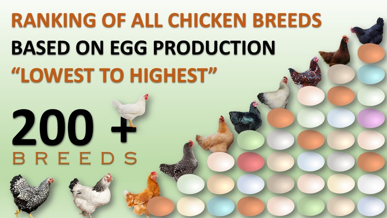 Ranking of All Chicken Breeds Based on Egg Production 🥚🐔 | Eggs | Hens | Chickens | Chicken Eggs