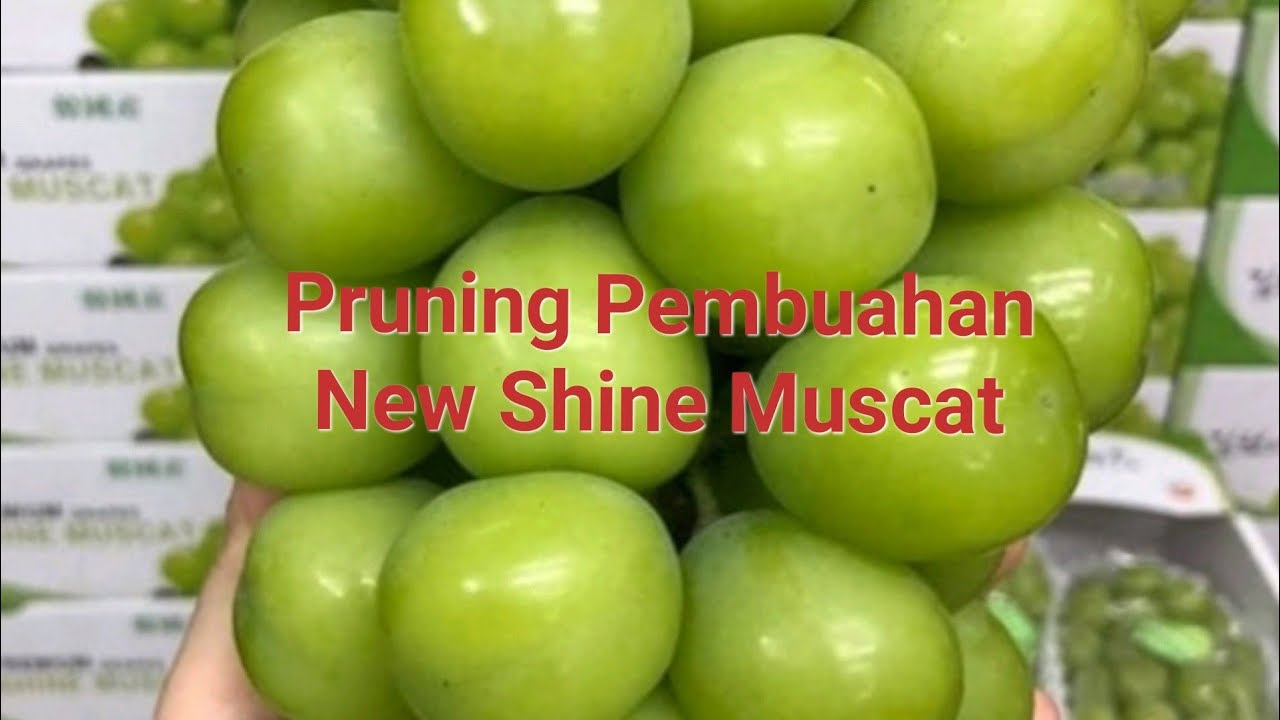 Membuahkan Anggur Premium