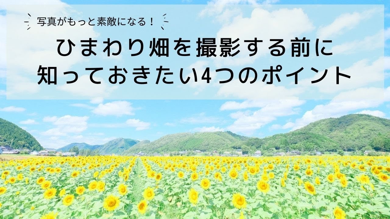ひまわり畑を魅力的に撮影するための4つのポイント【撮影方法】