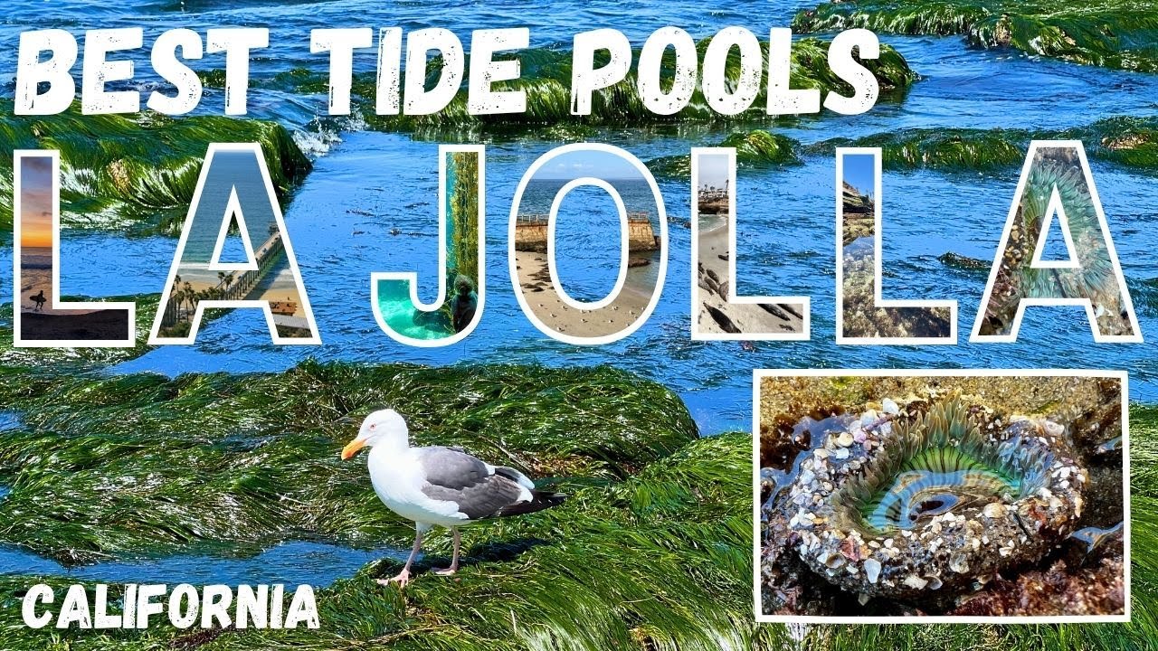 Best La Jolla Tide Pools - San Diego, CA