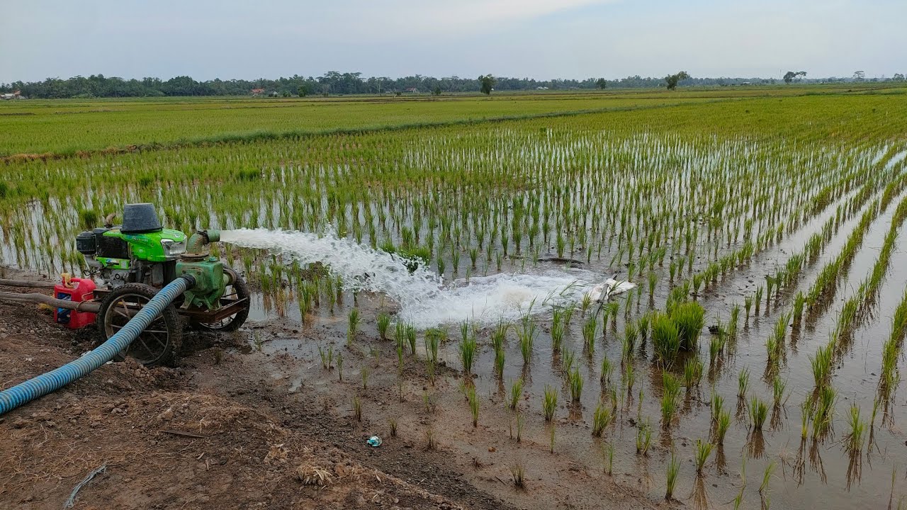 Pengairan Sawah Setelah Pemupukan ! Waktu Pengairan Sawah !! Pengairan sawah yang efektif