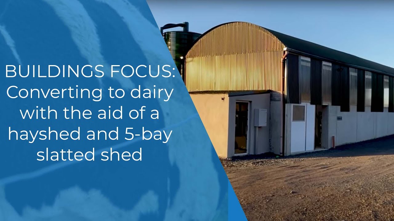 Buildings Focus: Converting to dairy with the aid of a hayshed and 5-bay slatted shed