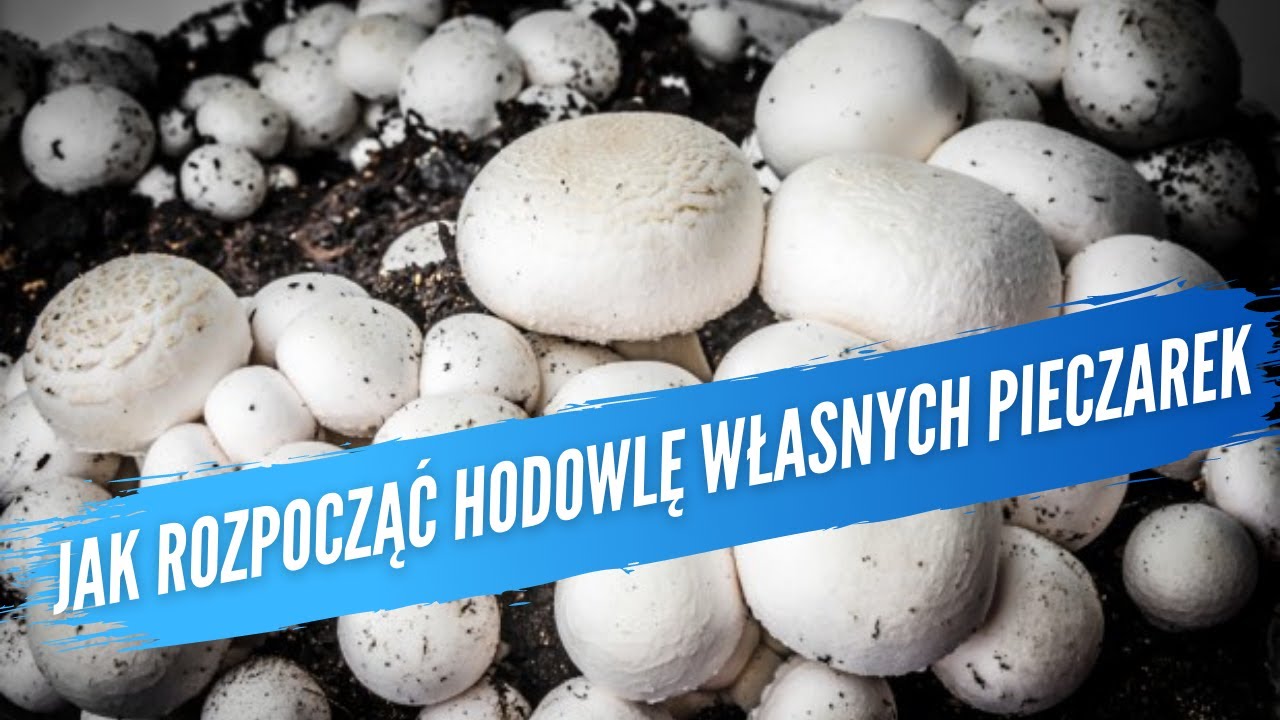 Jak rozpocząć hodowlę własnych pieczarek? Uprawa pieczarki How to growing your own mushrooms? #19