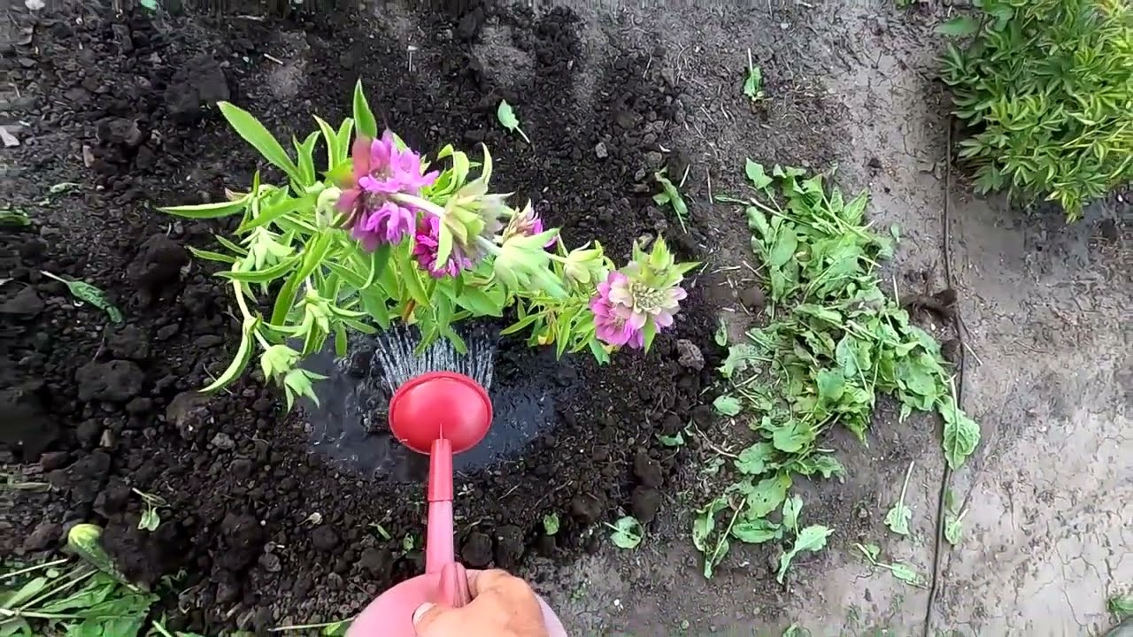 Как я вырастил монарду лимонную из семян