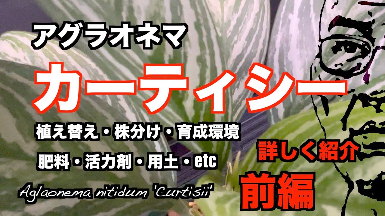 【アグラオネマ】僕のカーティシー育成方法はこんな感じです！株分けもします！前編