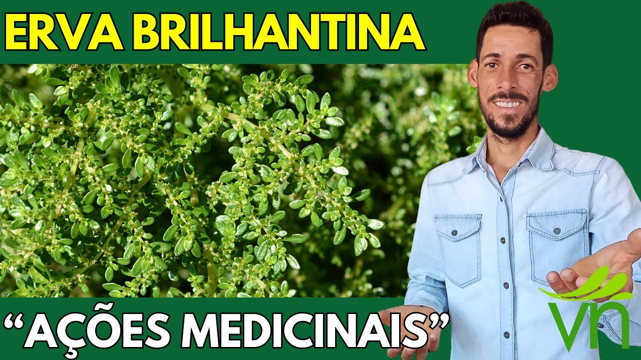 BRILHANTINA, FOLHA-GORDA ou ARTILHEIRA (Pilea microphylla): o que é, para que serve e como usar