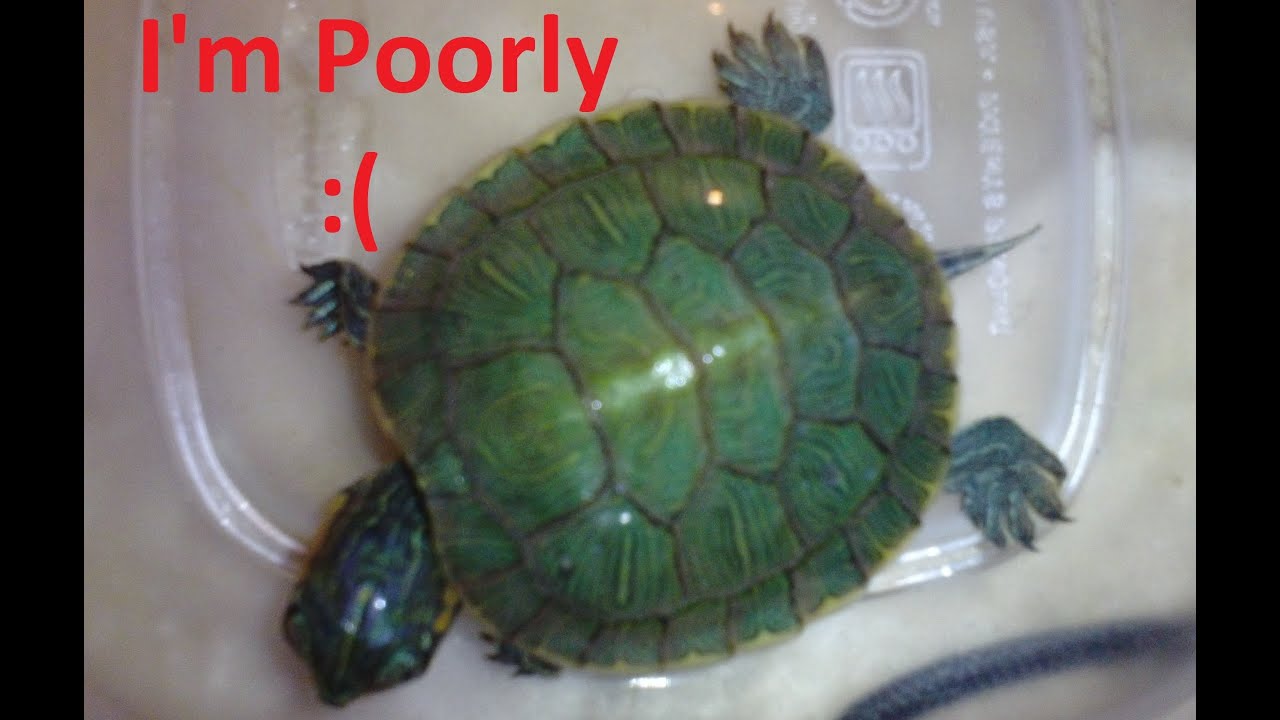 Baby Red Eared Slider Turtle Vet Eemrgency Metabolic Bone Disease Soft Shell