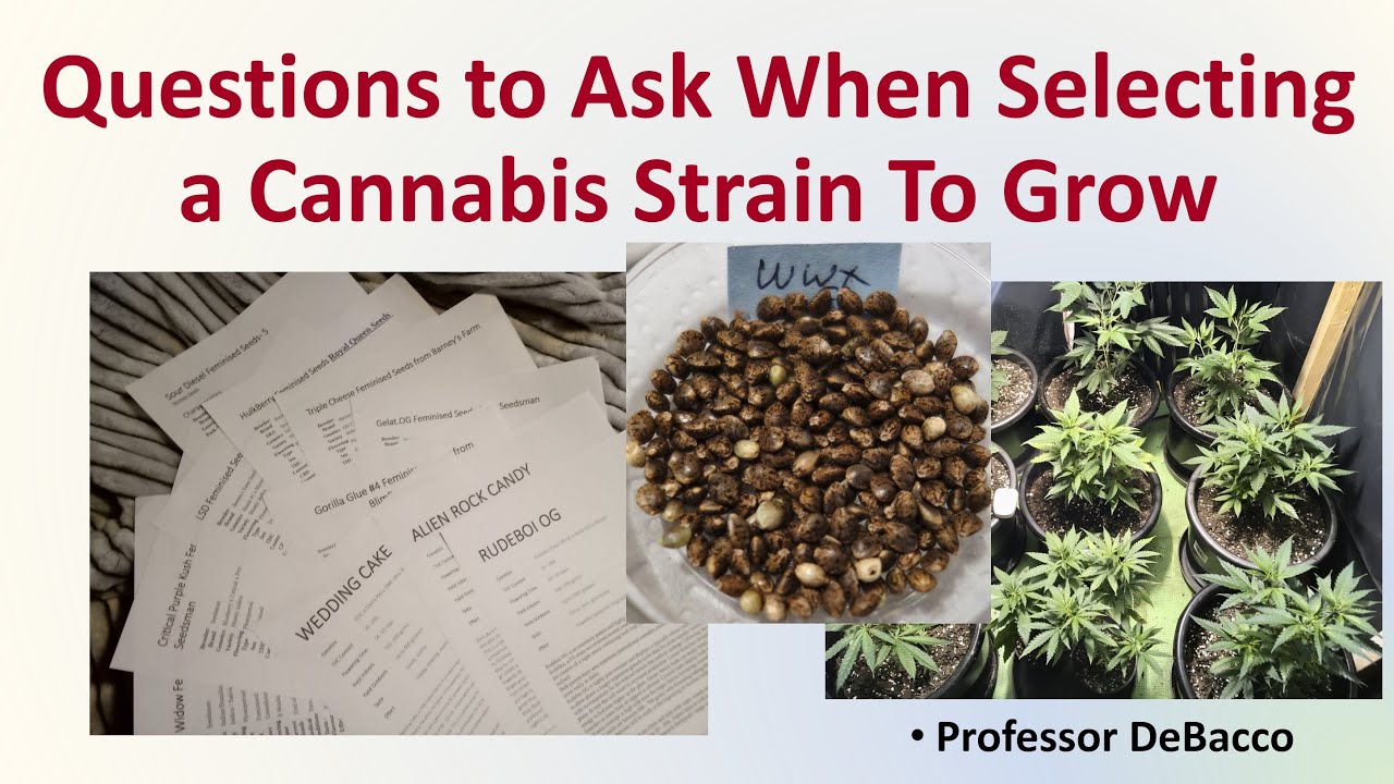 Questions to Ask When Selecting a Cannabis Strain To Grow