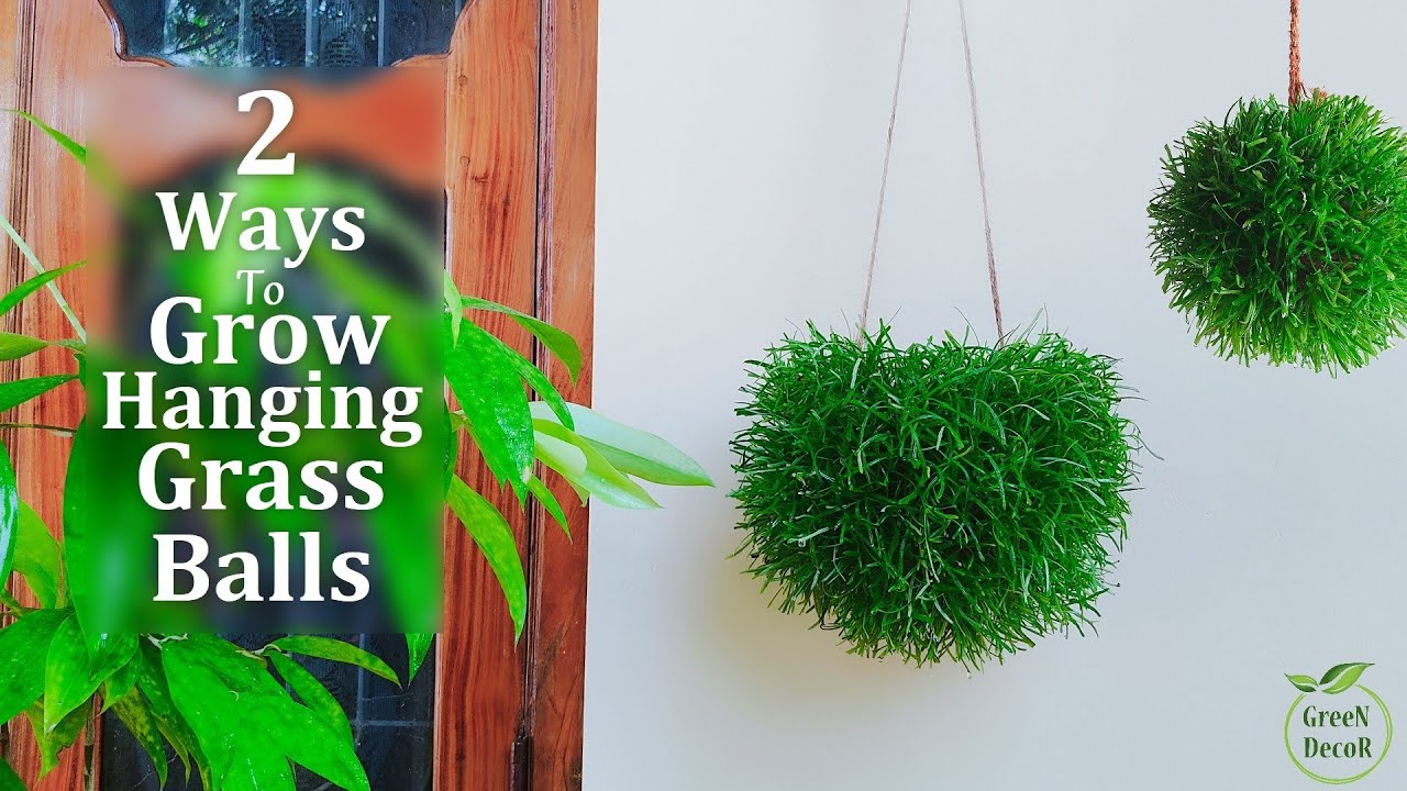 Two Method to Grow Grass Like Ball | Hanging Grass Ball Plants | Hanging Garden//GREEN DECOR