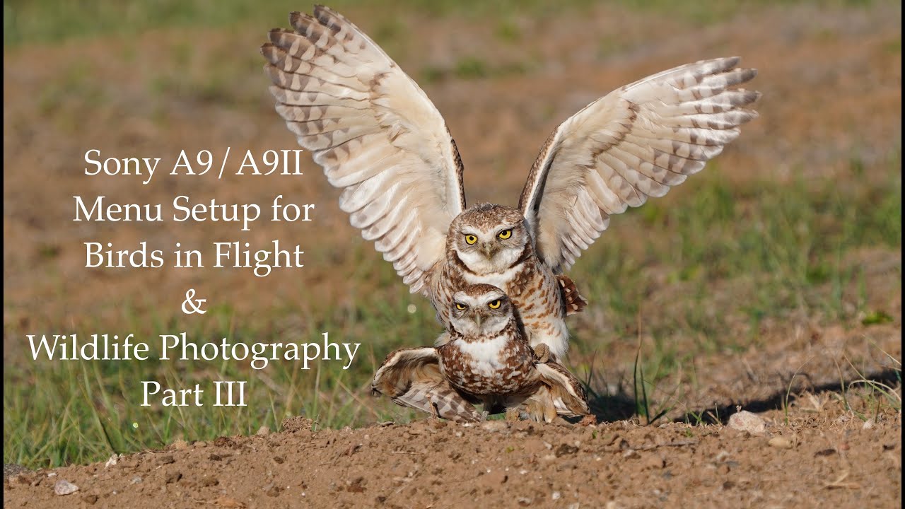 Sony A9/A9II Menu Setup for Birds in Flight & Wildlife Photography - Part 3 of 5