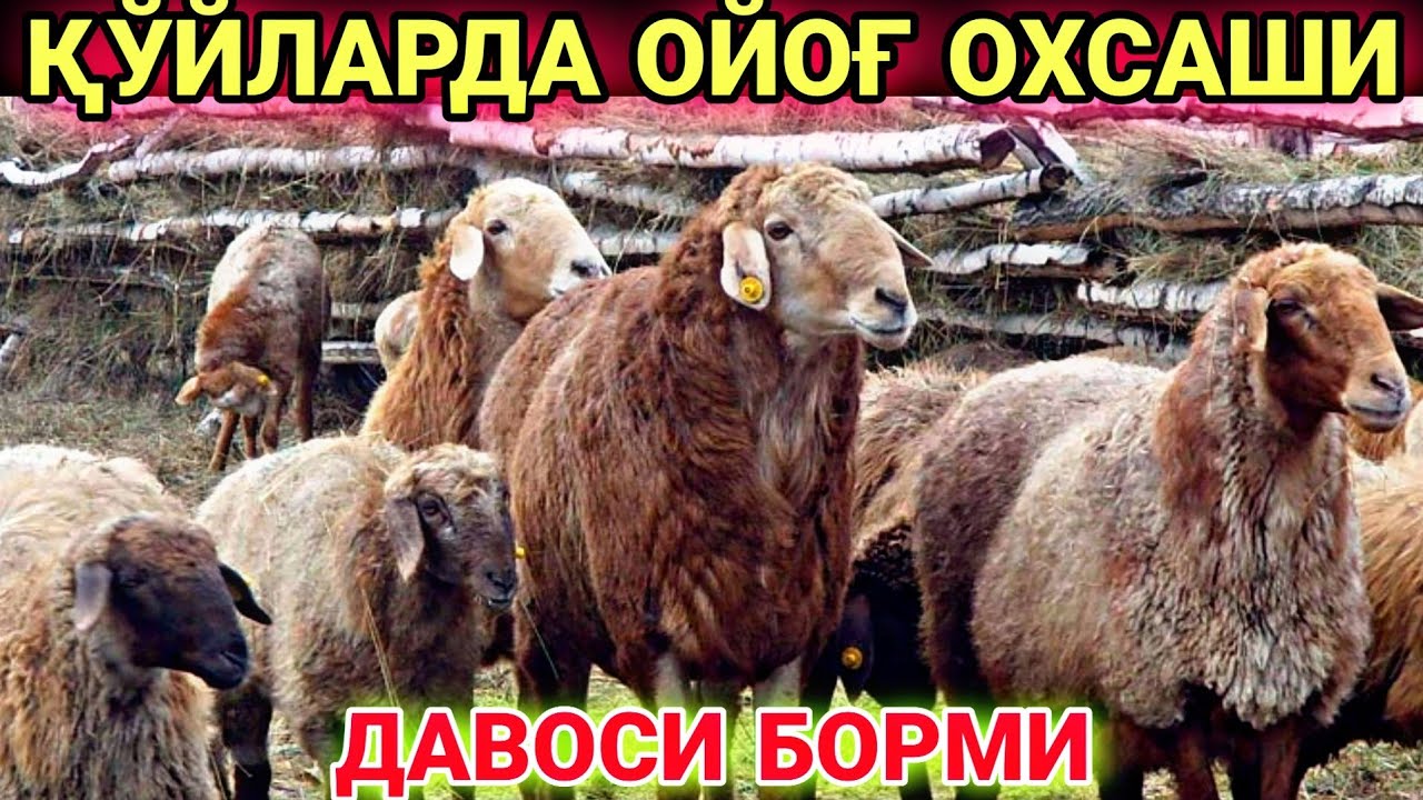ЯШУР КАСАЛИГИНИ ОЛДИНИ ОЛИШ.
