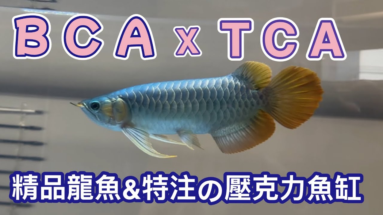特注的壓克力魚缸與精品龍魚結合自然派養法蹦出高層次～姐の水族生活120#紅龍 #龍魚愛好者 #養龍人 #龍魚 #bca #壓克力魚缸