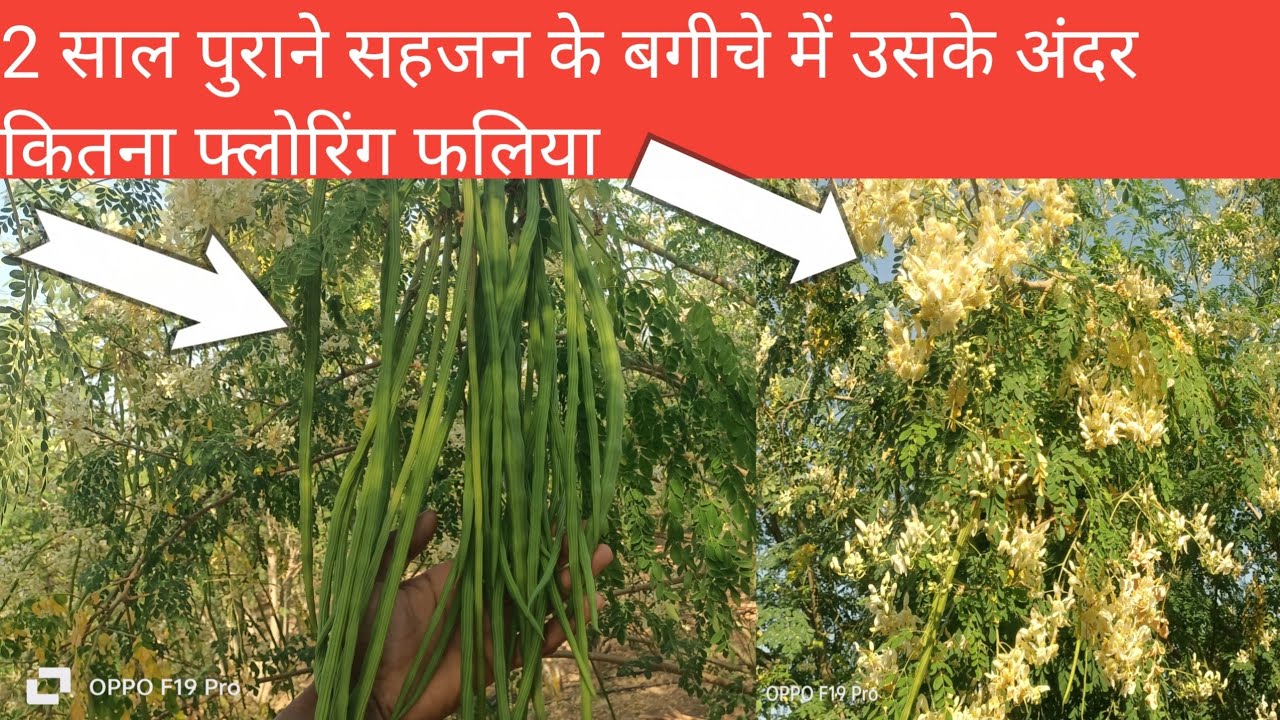 2 साल पुराना सहजन का बगीचा उसमें कितना फ्लोरिंग हे moringa ka bagicha 2 sal Purana 