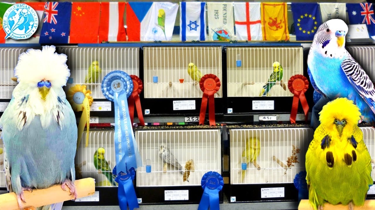 Budgerigar Society World Championship Show 2023