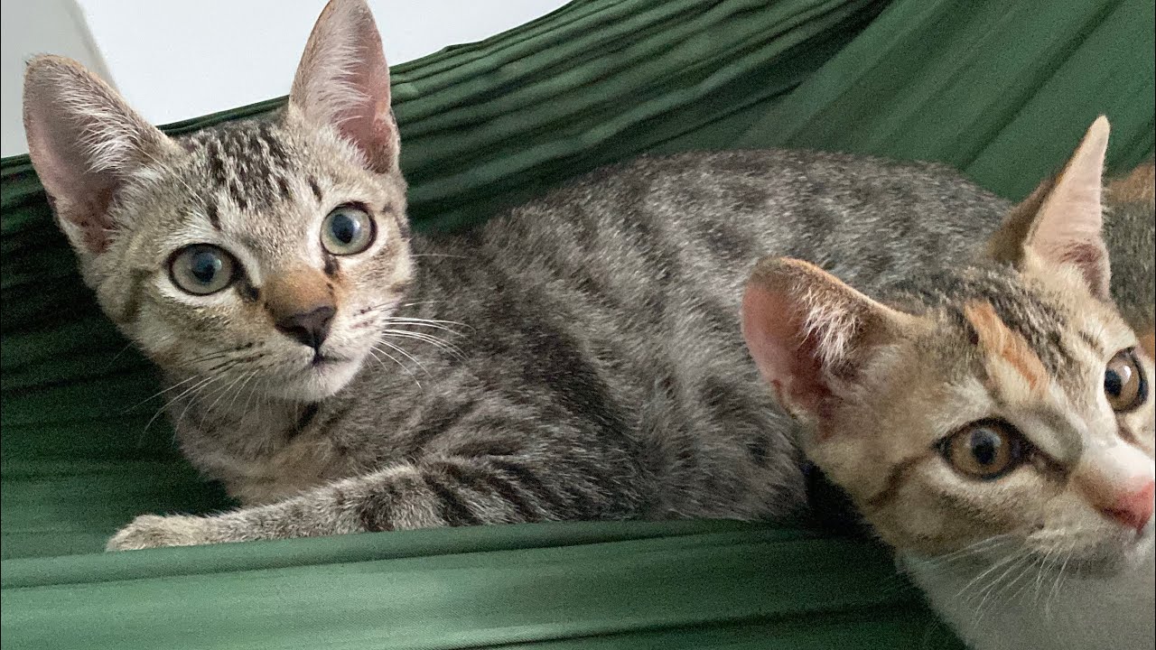 😽😻🐱😺 Adorable kittens, cute cat videos, relaxing music 🥳😴🥰
