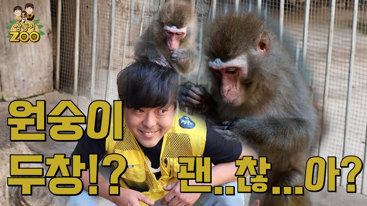 원숭이 키우고 싶으신 분?? 원숭이 분양 어떻게해??!!