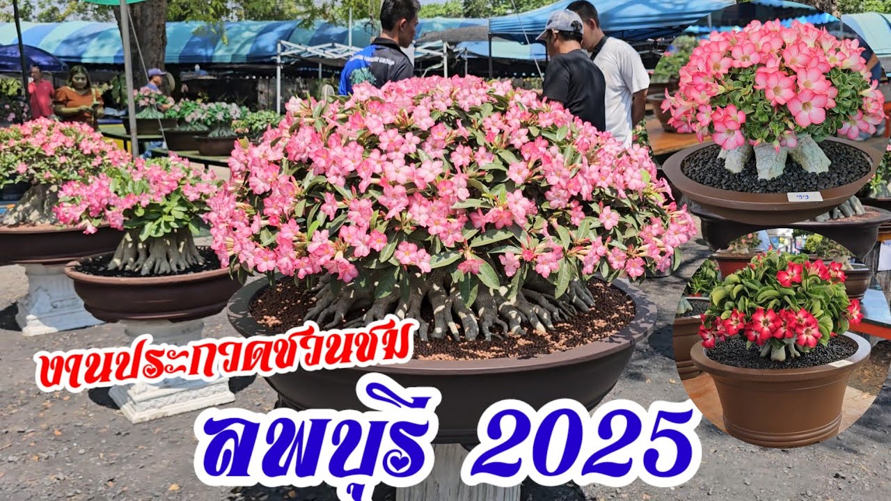 งานประกวดชวนชมงานพรรณไม้งามเมืองละโว้ (ลพบุรี) 2025 | วาวา ป่าสัก