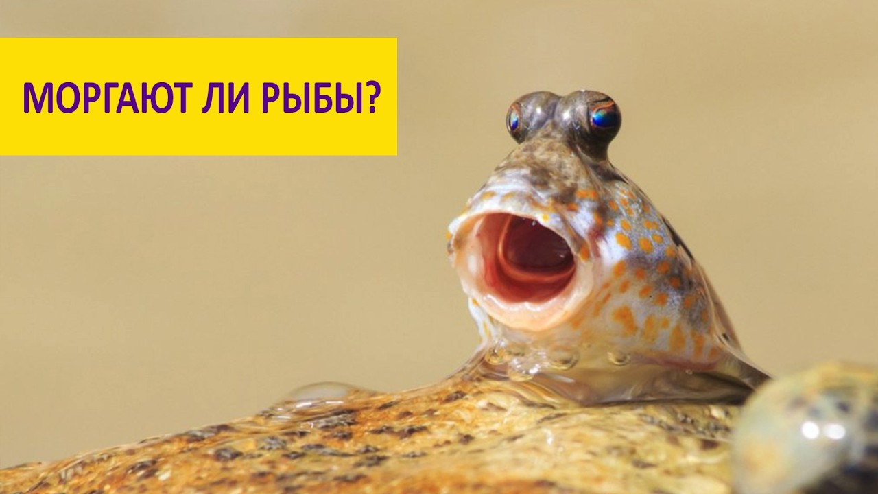 Как моргают рыбы! Илистый прыгун. Наталья Носова.