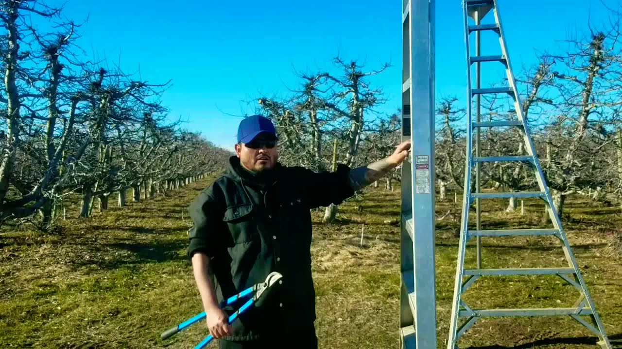 Como usar una escalera para piscar manzana 🤠 algunos concejos !