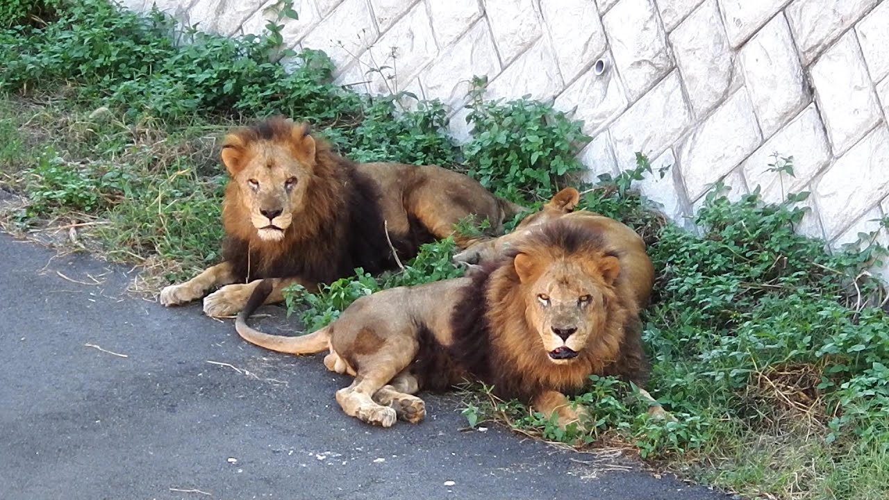 頑張れ！ジャンプ、スパーク　Go for it,Jump&Spark!　〜 Lion(ライオン) 〜　多摩動物公園