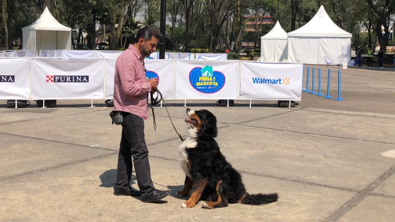 ENTRENAR SIN PREMIOS A MI PERRO