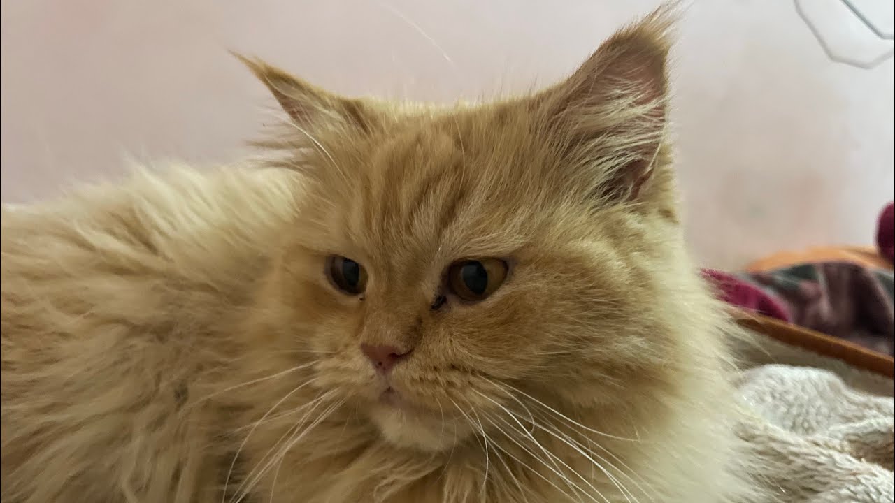 Live with my Orange Cat CUTIE