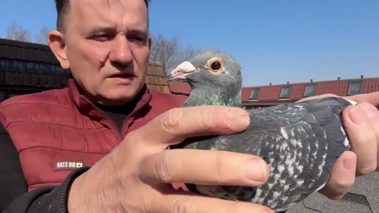 Gołębie Aardeny linia Dolle Machiel Buijk imbredy do rozpłodu 513016809 Artur Pawelec