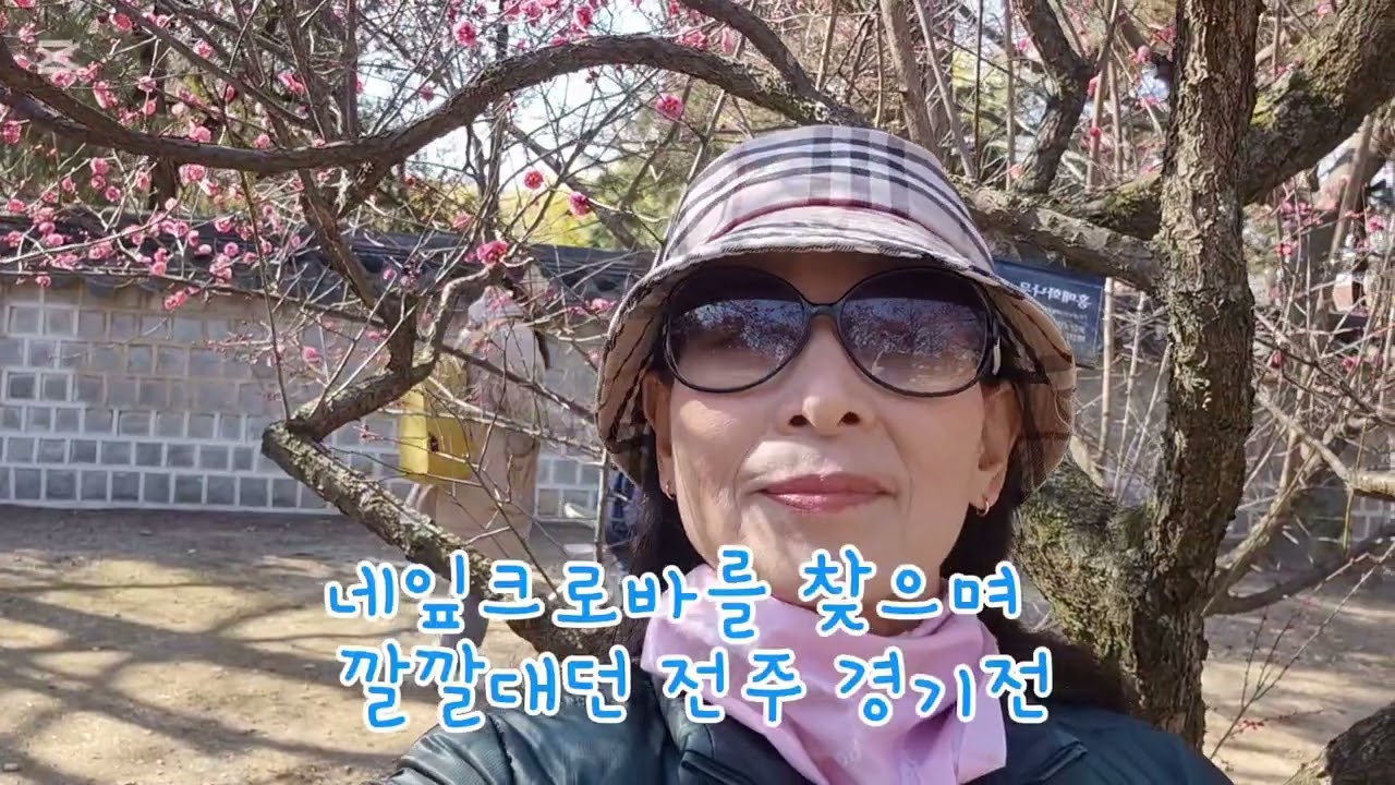 전주 경기전 홍매 개화 