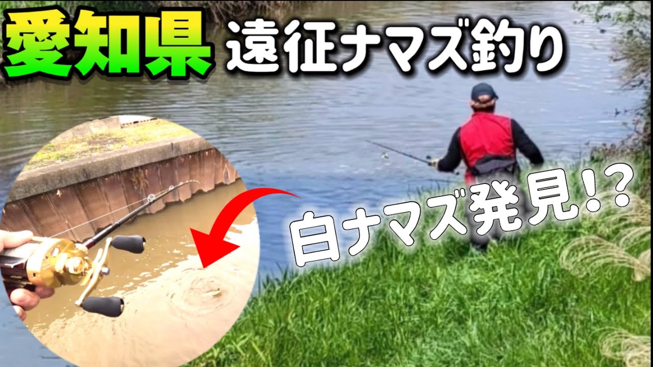 【ナマズ釣り】愛知遠征❗️え⁉︎白ナマズ？河川は激濁り‼︎ホームを離れて愛知ナマズキャッチ出来るか！？