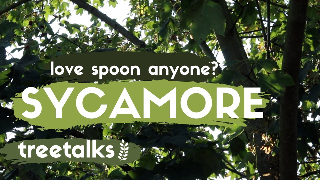Sycamore Tree - Facts & Identification