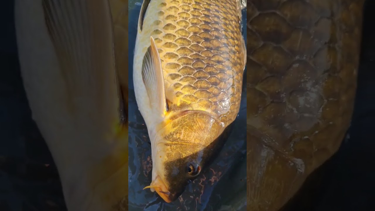 Carpe commune de l'espace #koi #carpfishingfrance