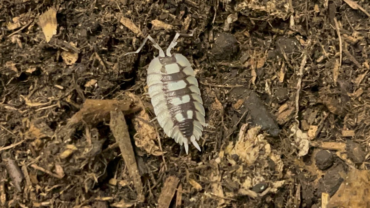 Isopod Tour 2023 Pt.2