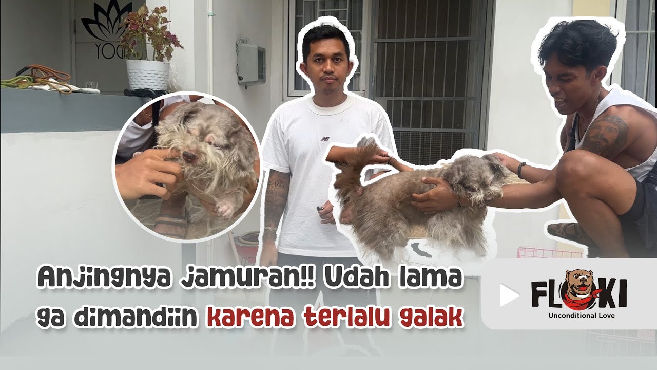 ANJINGNYA SAMPE JAMURAN!! UDAH LAMA GA DI MANDIIN KARENA TERLALU GALAK