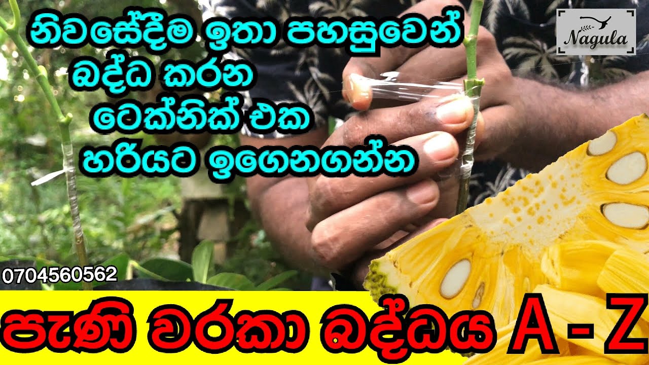 පැණි වරකා බද්ධ කිරීම. (How to budding jackfruit) පහසුවෙන්ම බද්ධ කරන ආකාරය