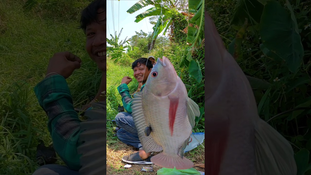 cara mancing ikan nila babon