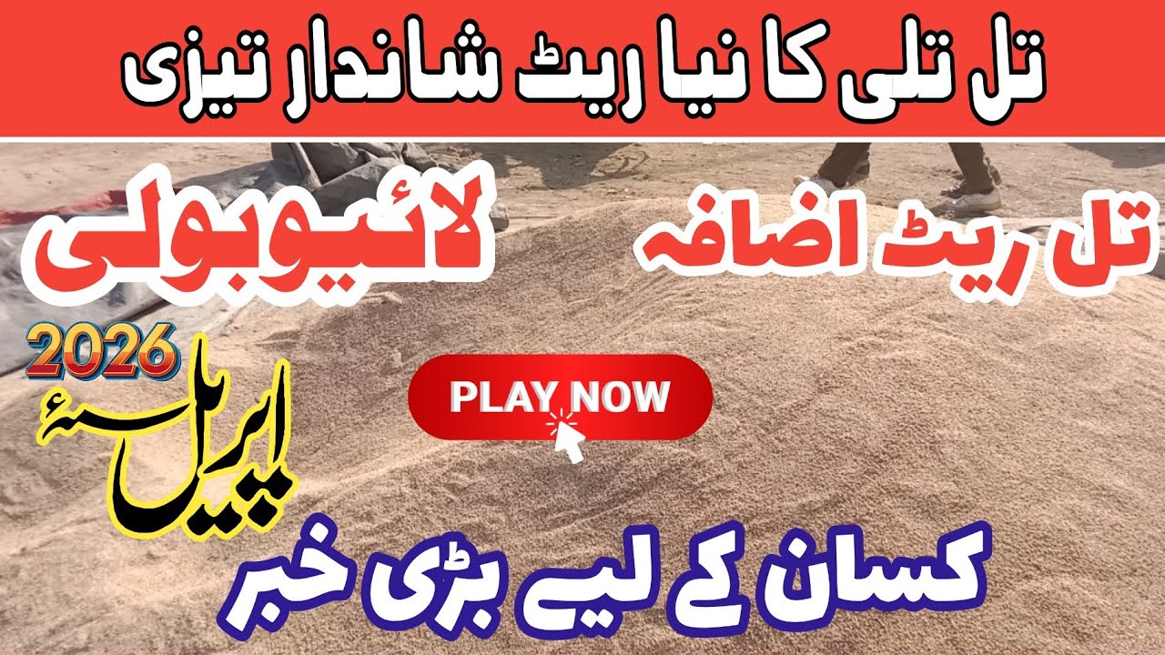 Good News sesame crop best rate today | Till price today 2026 #agricultureofpakistan 